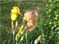 c2983609-Picture 009.jpg
